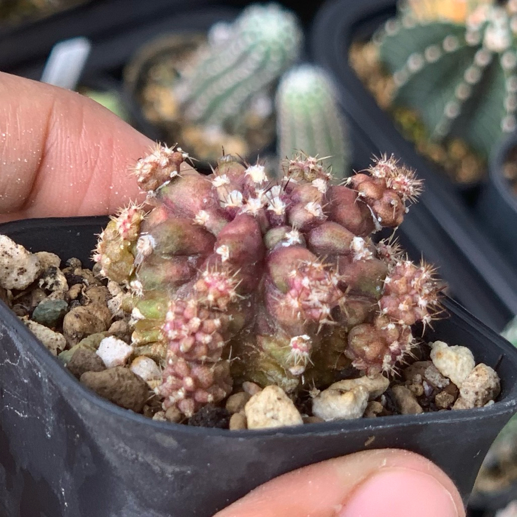 Gymno tseries hybrid daydream tlux day dream ungu purple hybrid  Hybrid kaktus gymnocalycium mihanov