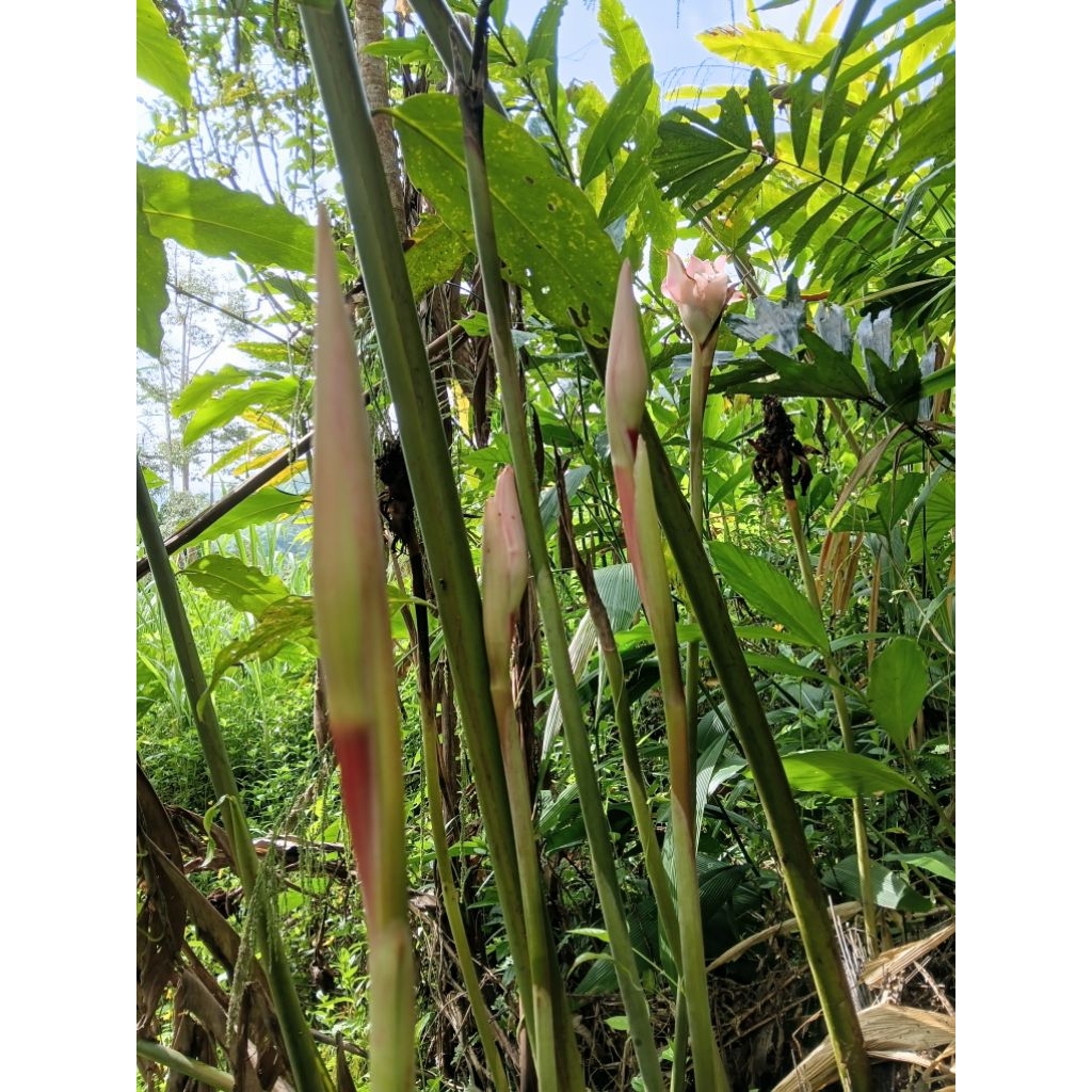 Bunga kecombrang hijau 250 gram