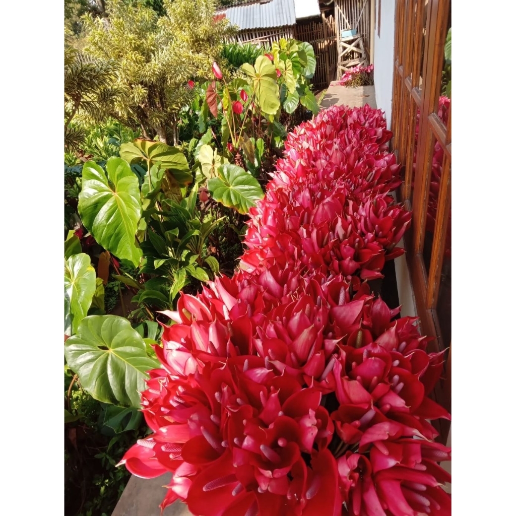 Bunga Potong Anthurium Lokal Warna Merah - Bunga Potong Anthurium Per Ikat Isi 20 Tangkai - Anthuriu