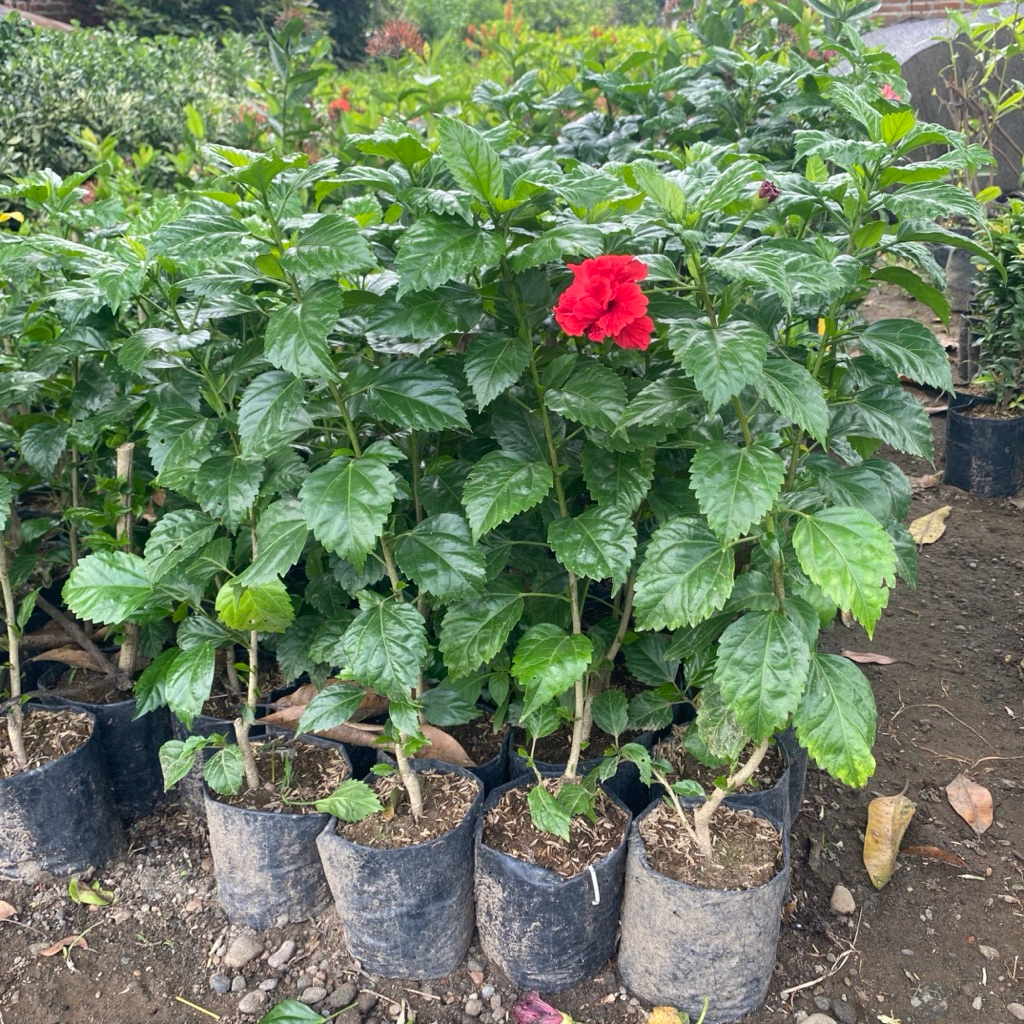 Tanaman Bunga Sepatu Tanaman Hias Bunga Sepatu Tumpuk Siap Tanam Cepat Berbunga