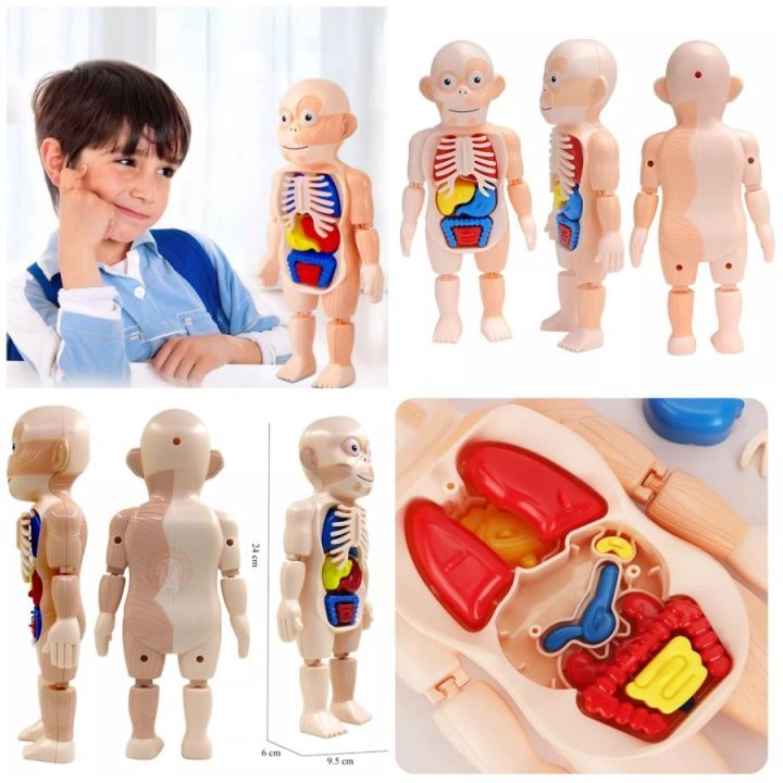 Mainan Edukasi Anak 3D Human Body Model / Peraga Organ Tubuh Manusia
