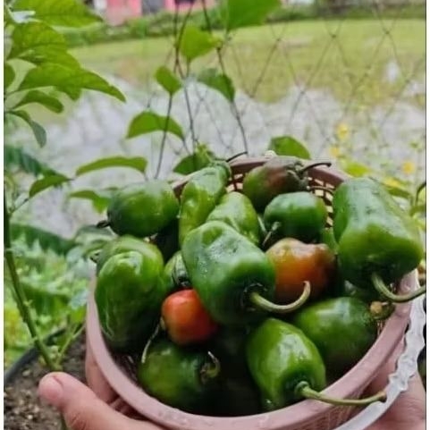 Cabai gendot/ cabe gendot/ lombok bandung 1Kg