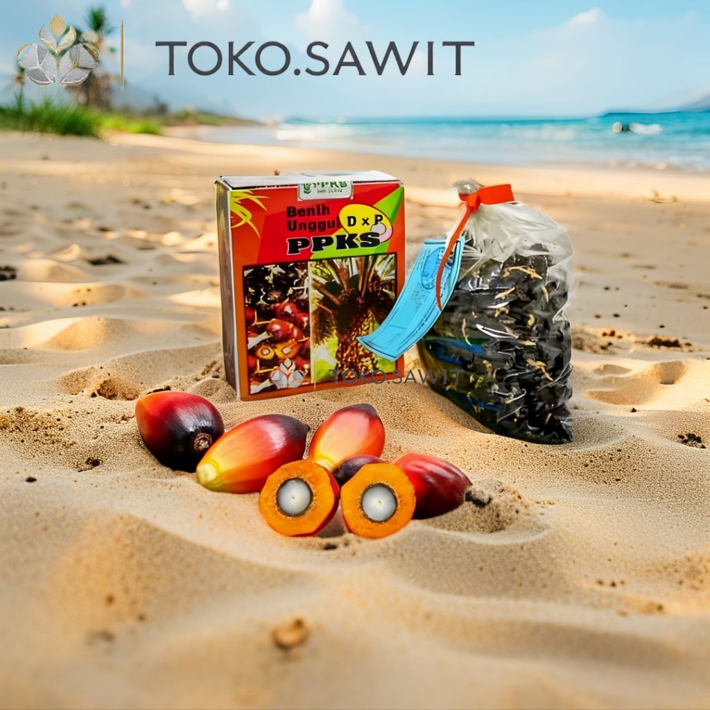 BENIH POLONG KECAMBAH BIBIT SAWIT DXP PPKS 239 UNGGUL BERSERTIFIKAT ASLI