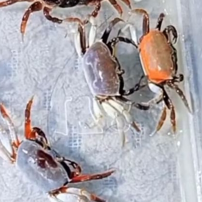 Kepiting Aquascape - Kepiting Hias - Hiasan Aquarium