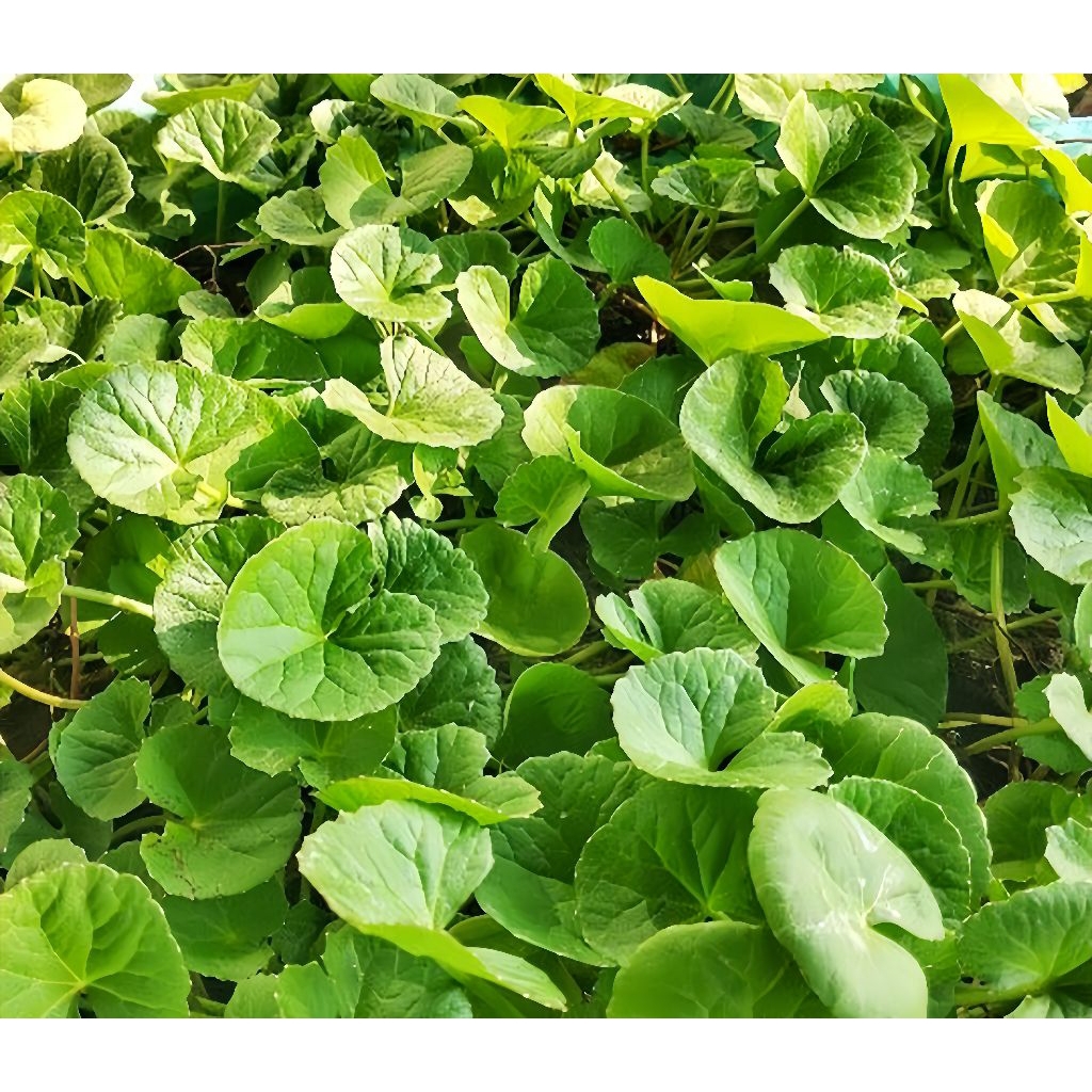 Daun Pegagan Segar Daun Tapak Kuda Antanan Merah Fresh 1 Kg