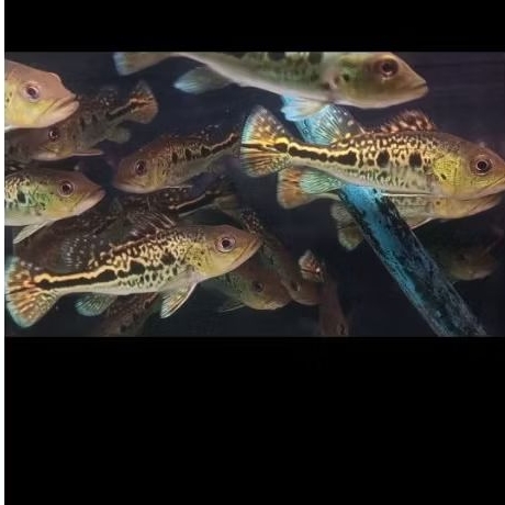 pbass kelberi bahia 9 10cm