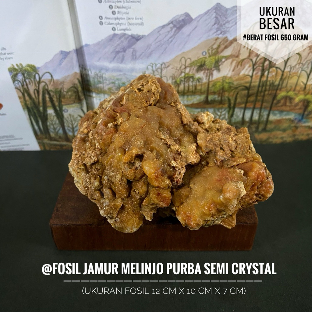 Fosil Jamur Kayu Purba Semi Crystal C28 atau Fosil Jamur Melinjo atau Fosil Tumbuhan Purba Natural a