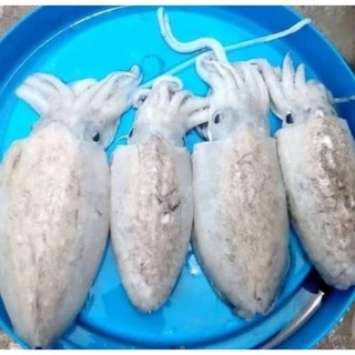 CUMI SOTONG SEGAR / BABY CUMI / CUMI BASAH KECIL 500GRAM