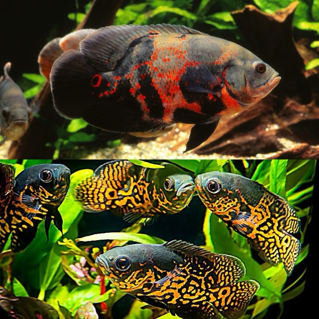 [Chan Aquatic] PKU ONLY Ikan Hias Oscar Tiger Black Size 2.5 Jari