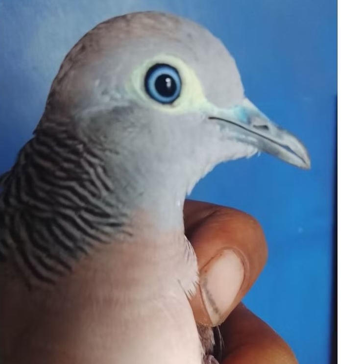 Perkutut Katuranggan Rondho Semoyo Lokal Alam