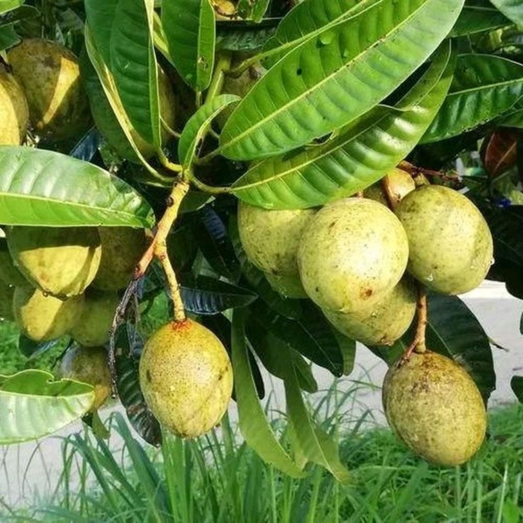 buah pakel Limus/buah bacang segar
