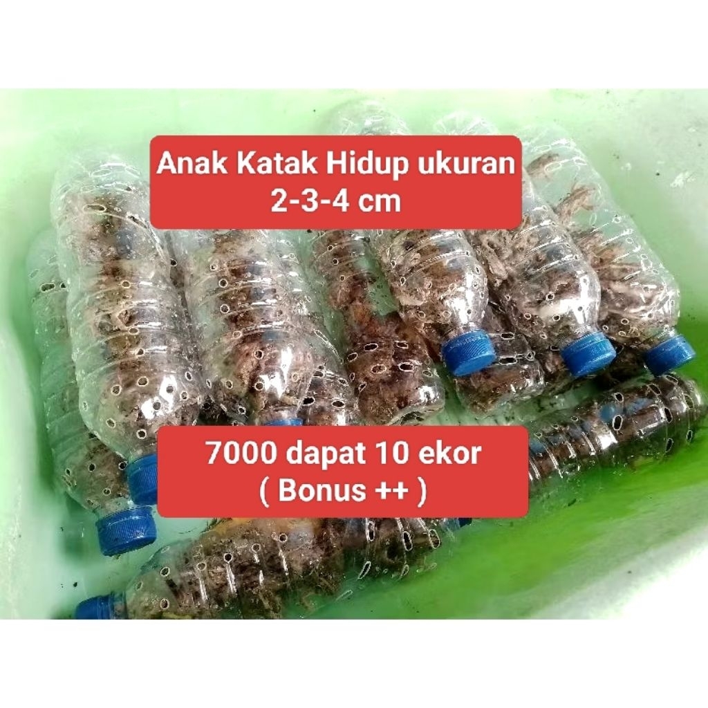 Pakan ikan arwana / ikan channa / ikan predator