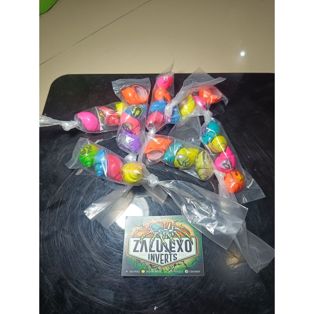 Cangkang kelomang warna warni hiasan keong umang klomang mini