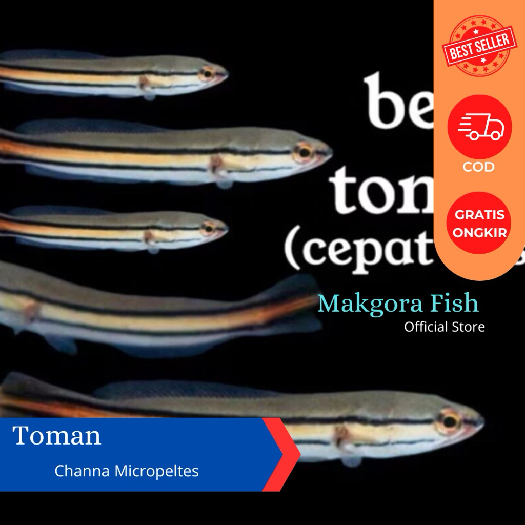 Ikan Toman Channa Micropeltes 8-10cm Ikan Hias Predator Aquarium Kolam Khusus Instan