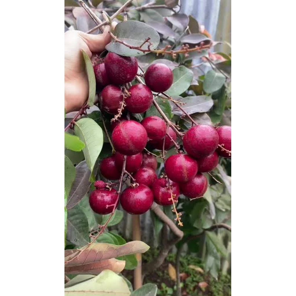 Bibit kelengkeng merah siap berbuah