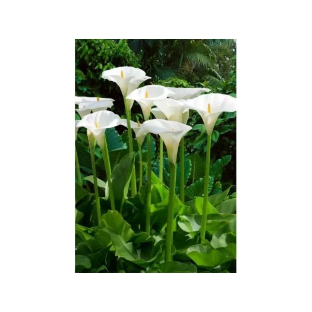 Bunga Potong Calla Lily Fresh Segar - Bunga Potong Calla Lily Putih Per Ikat Isi 10 Tangkai - Calla 