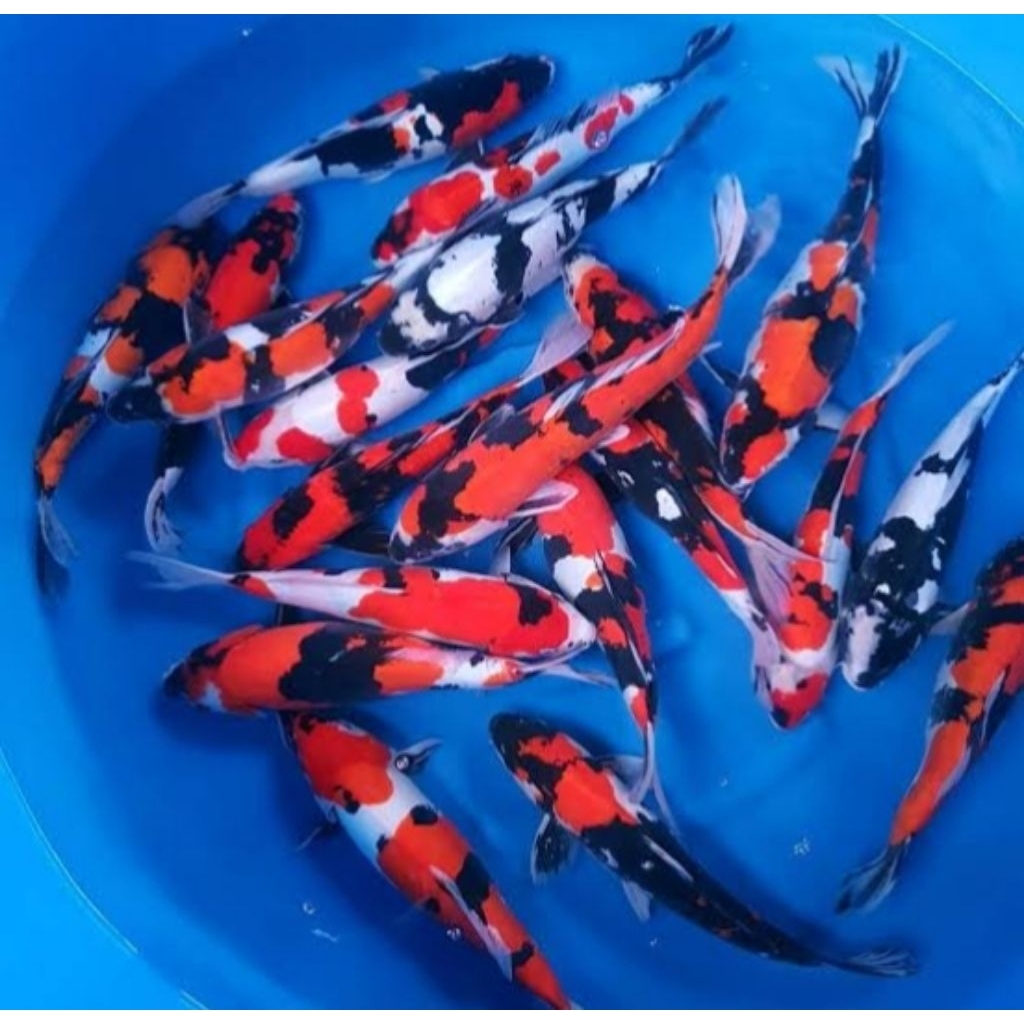 ikan hias koi sanke/showa size 10/15cm