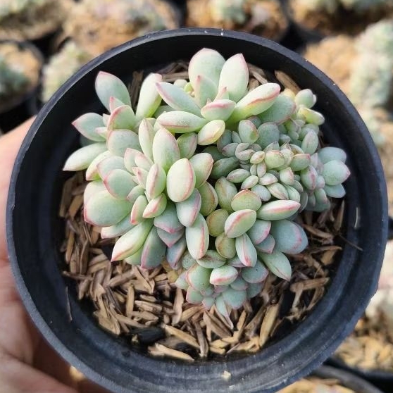 sukulen echeveria pink line cristata