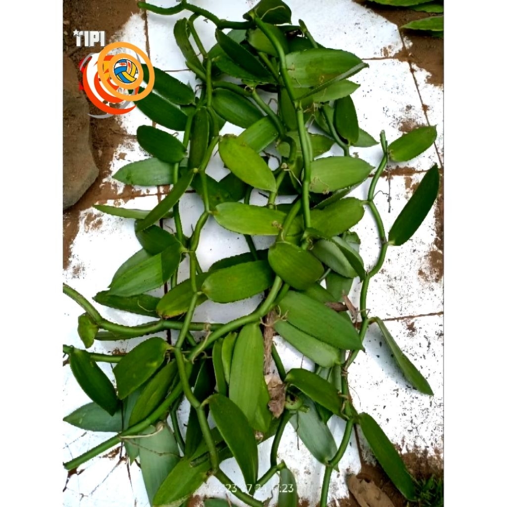 Bibit stek vanili 1 meter grade A