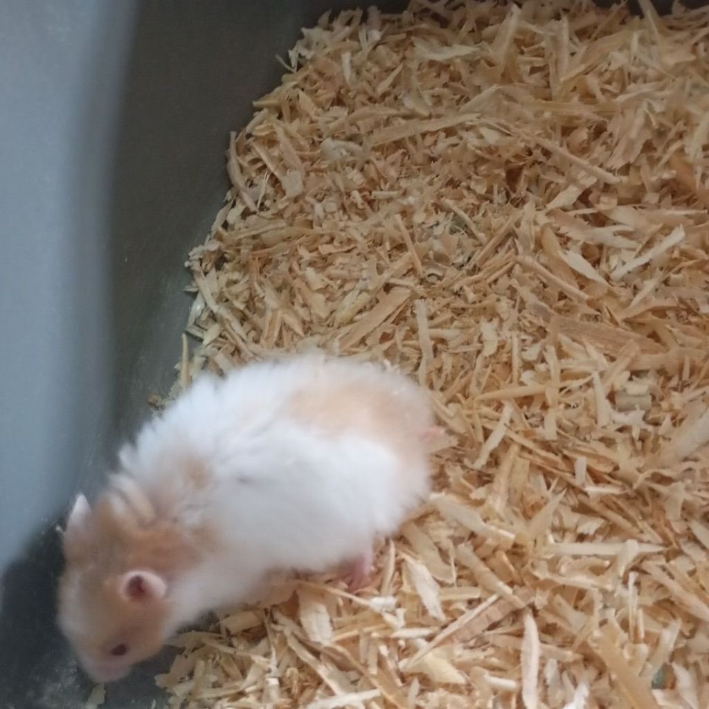 Hamster Syirian Longhair (ANAKAN)