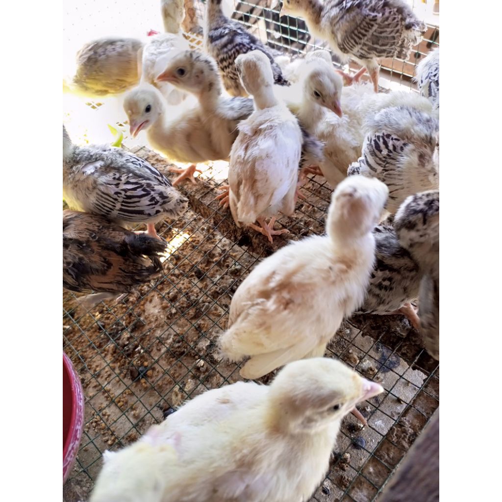 ayam hias kalkun bibit ayam kalkun 2 mingguan ayam kalkun 2 minggu ayam hias kalkun hidup 2 minggu