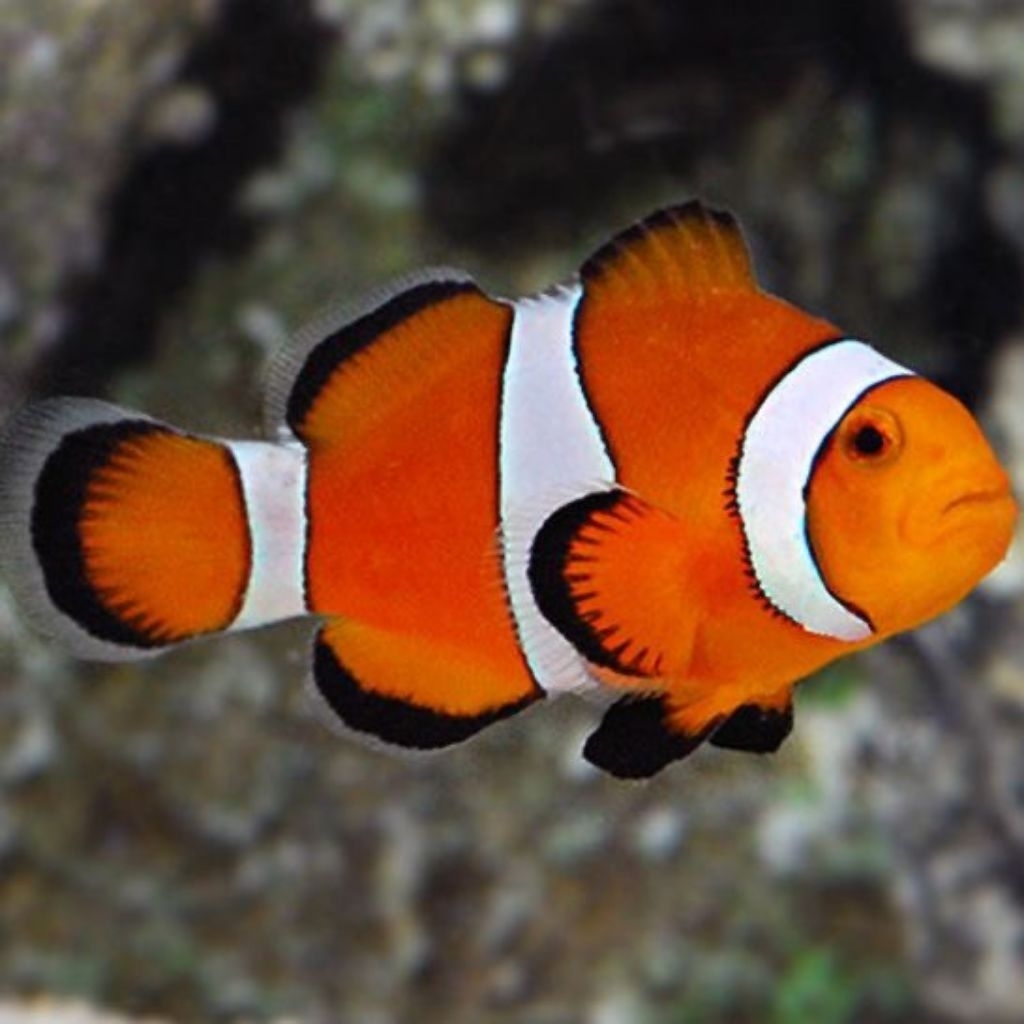 clown fish / Nemo ikan hias air laut