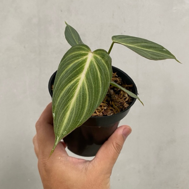Tanaman Hias Philodendron Gloriosum White Veins Original