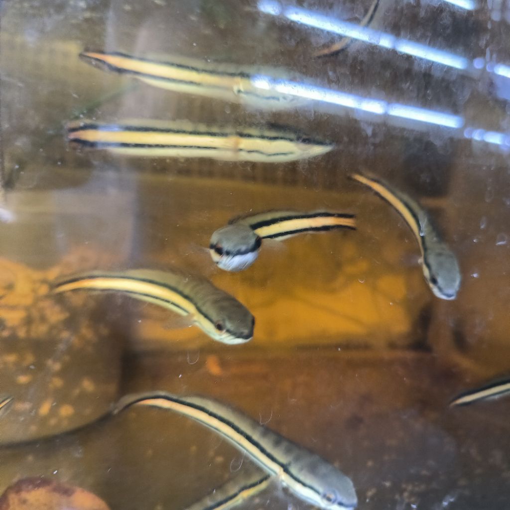 ikan hias predator baby toman gabus snakehead exotis chana channa