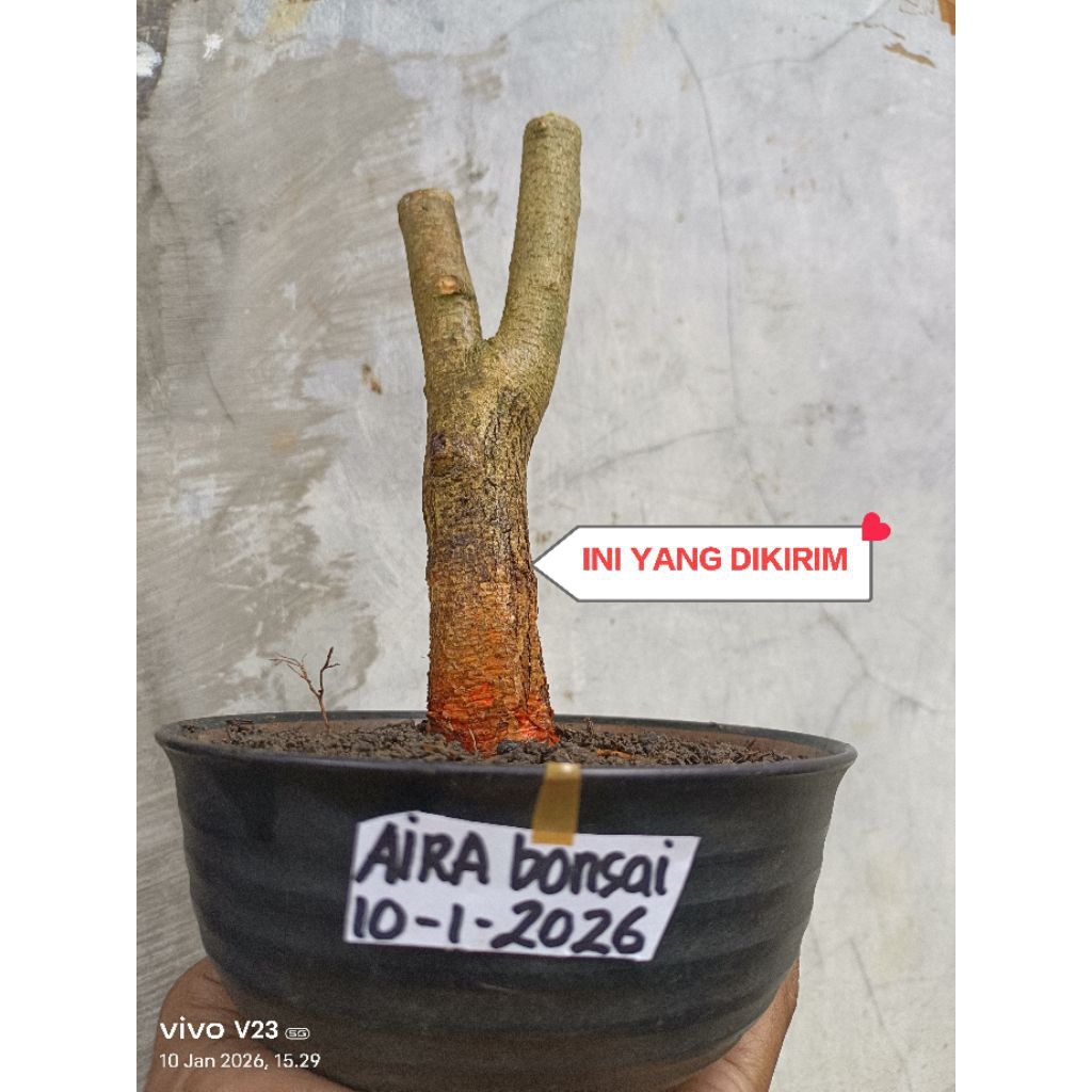 bahan bonsai sisir dongkelan