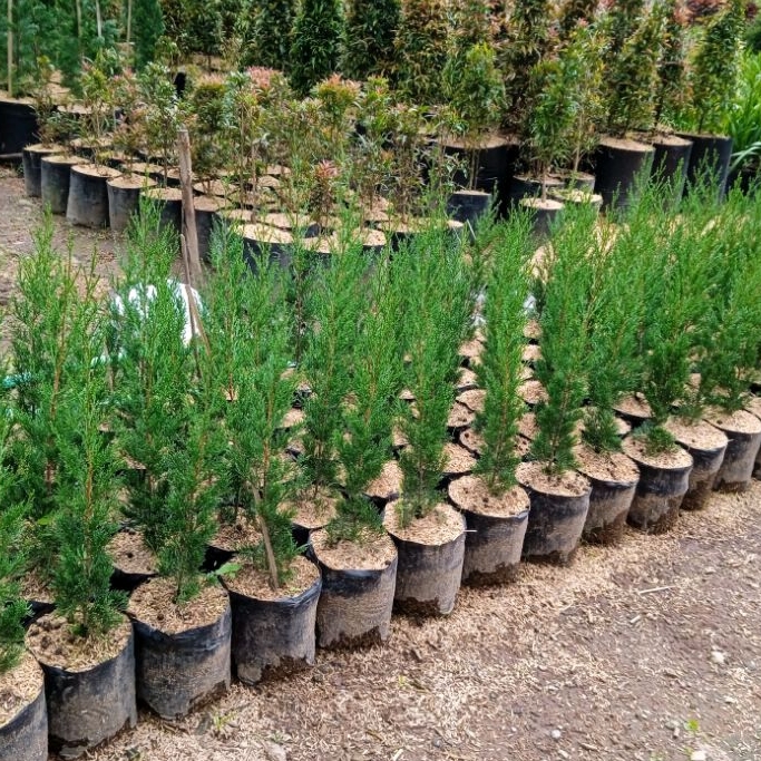 cemara lilin/ cemara pecut/ cemara natal