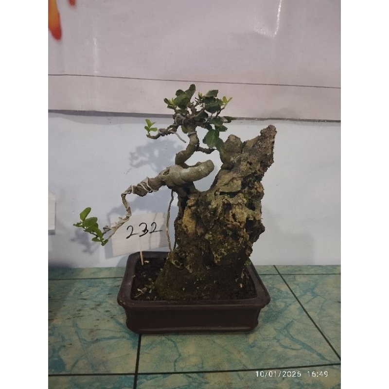 bonsai phusu batu bintang no.232