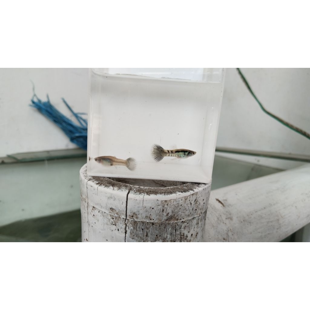 stiker aquarium, guppy medusa blue tail