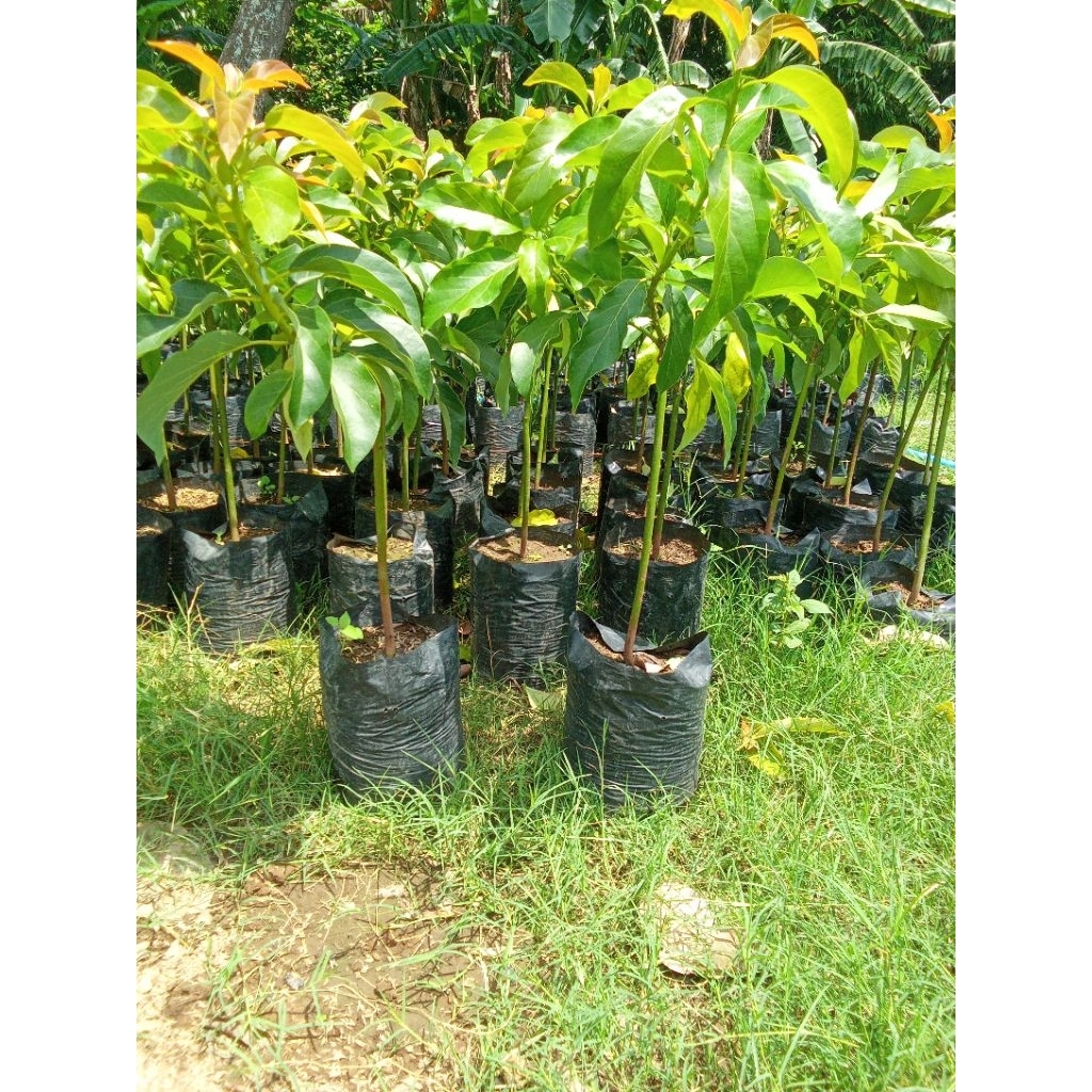 BIBIT ALPUKAT OKULASI/SAMBUNG PUCUK PAKET 6 BIBIT ALPUKAT