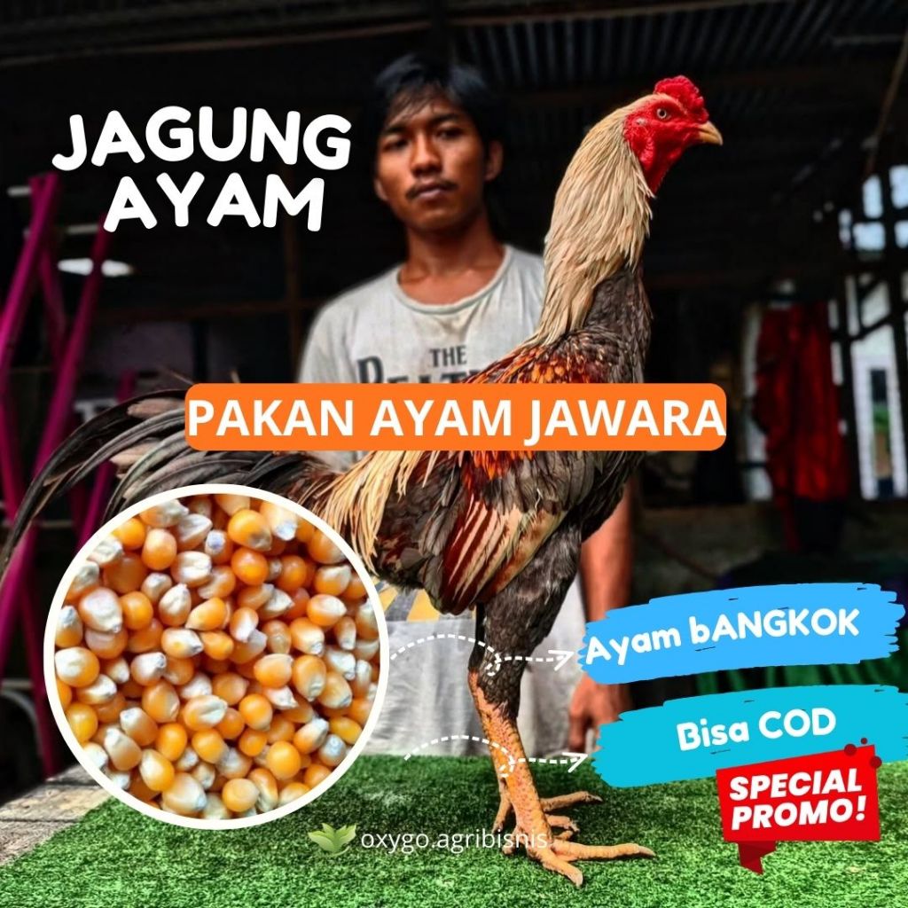 (COD) JAGUNG PAKAN AYAM BANGKOK / MANGON / SHAMO / HIAS / LAINNYA