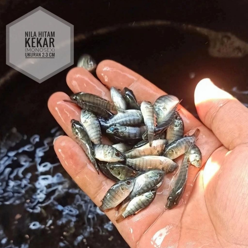 Bibit ikan nila kekar (monosex) ukuran 4cm + bonus pakan