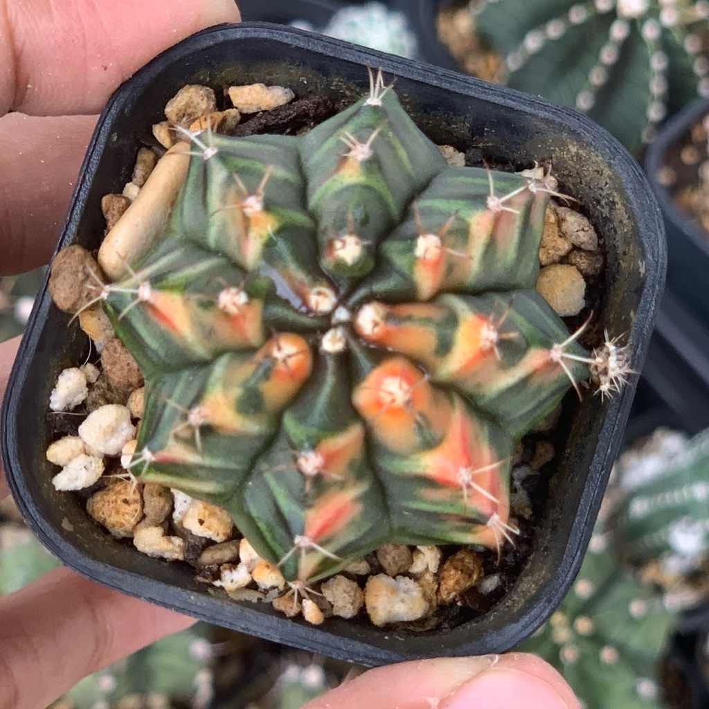 Gymnocalycium mihanovichii hybrid gymno id var hybrid varigata kaktus gymno miha var tanaman hias hi
