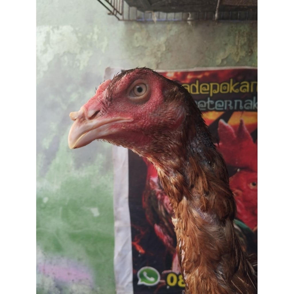 Ayam Betina Indukan Pakhoy Drumband.