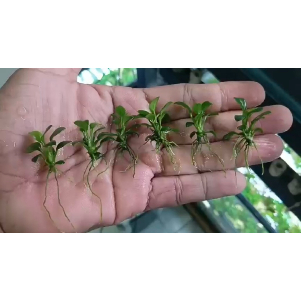 Tanaman Aquascape Anubias Pangolino (Anubias Chili)
