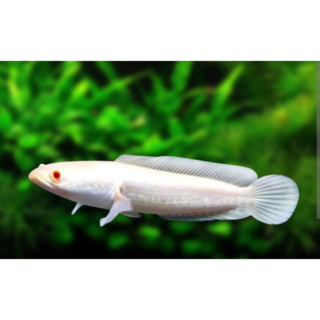 Stiker chana Striata Albino Mata Merah 8-9cm (Grade A)