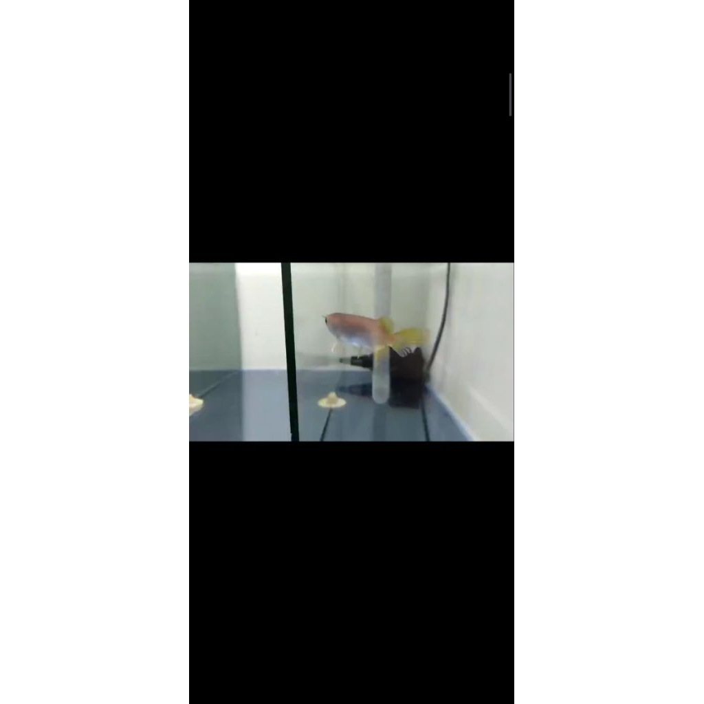 Arwana GR chip luar 8-10cm