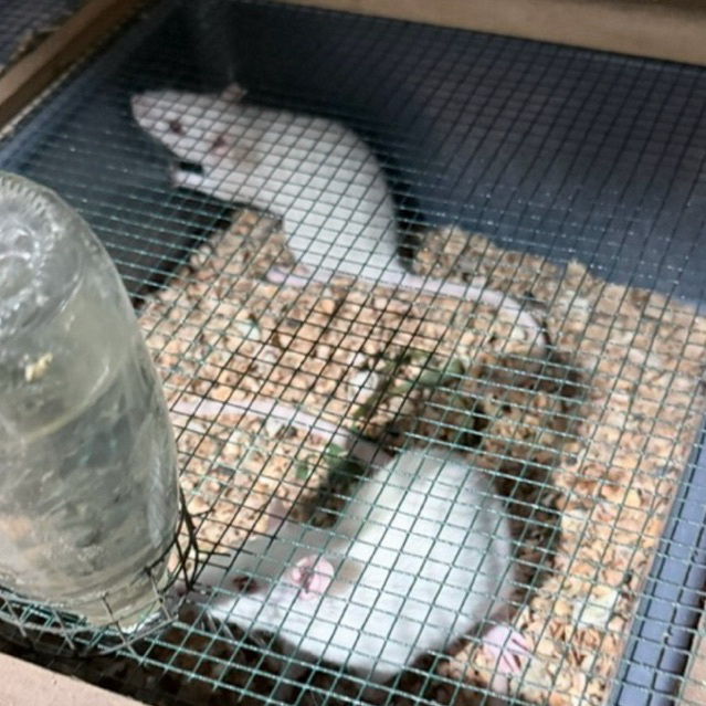 MENCIT DEWASA PAKAN REPTIL DAN UJI PRAKTIKUM