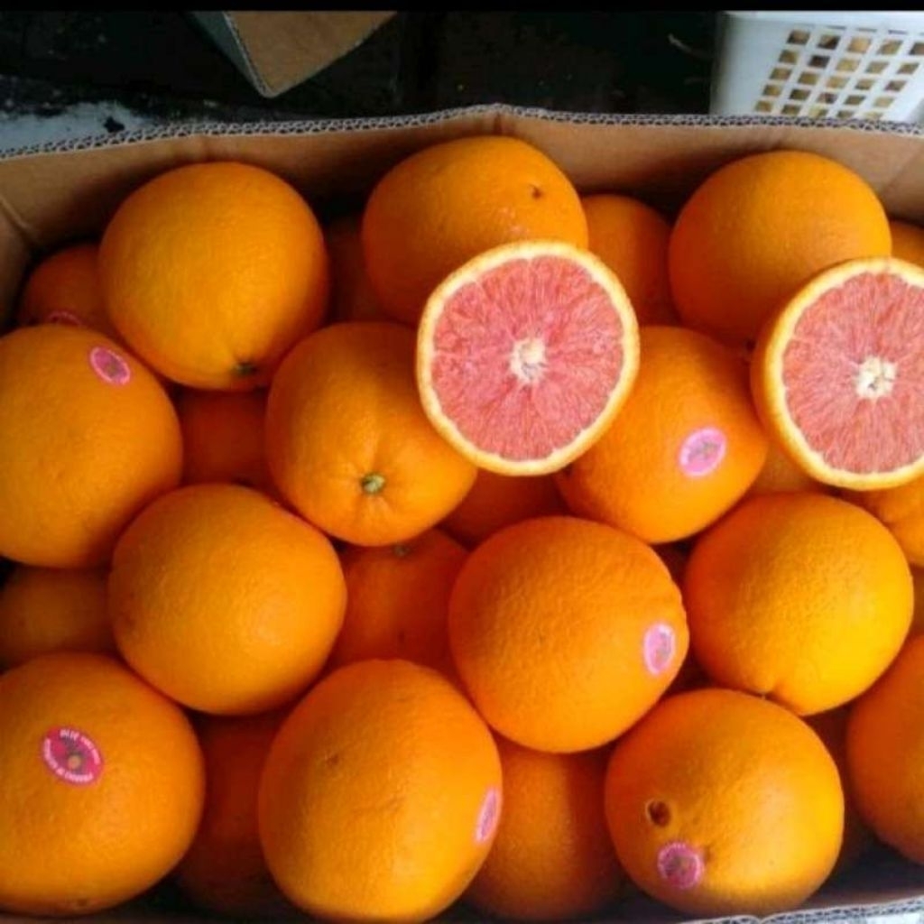 Jeruk Sunkist Navel fresh import