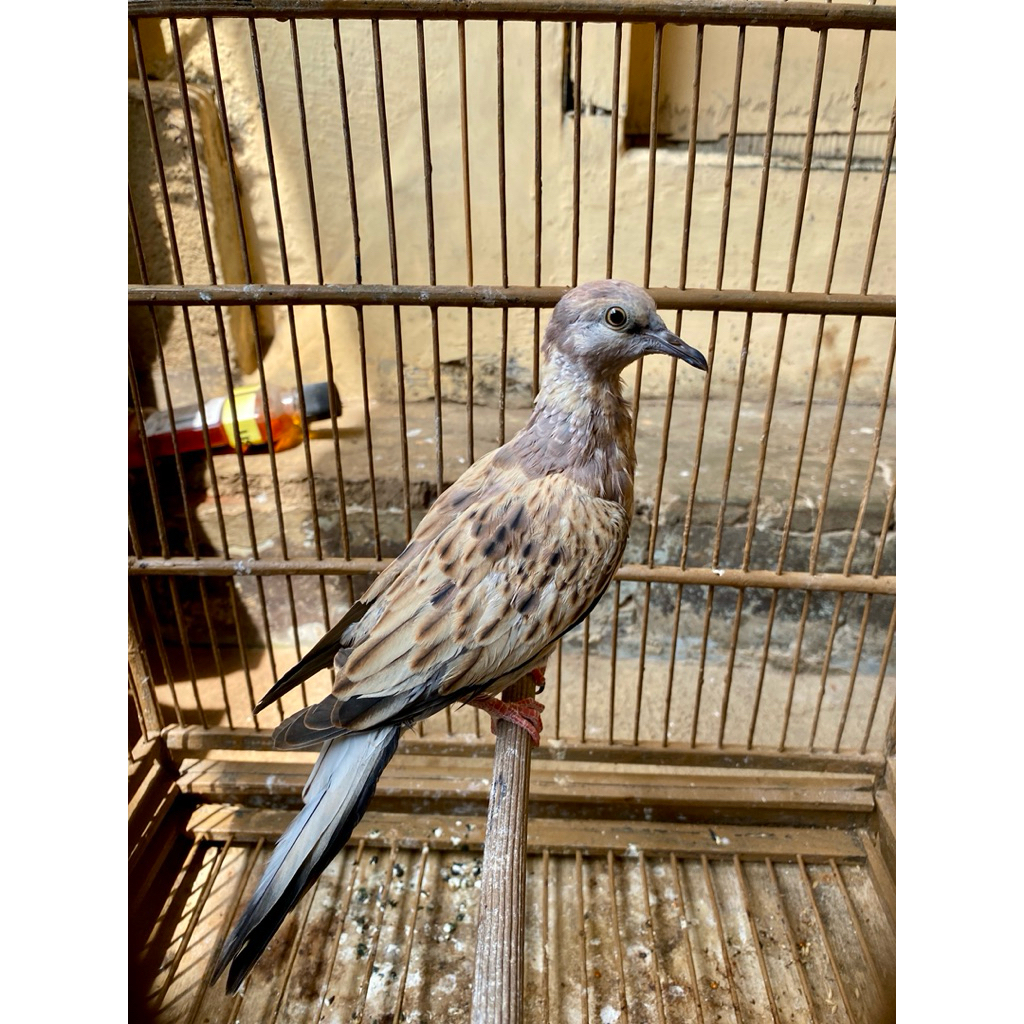 Burung Tekukur Leopard Jantan Antik