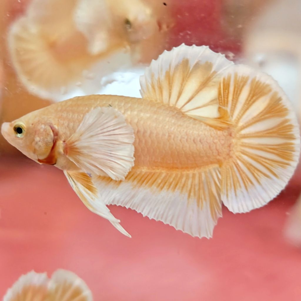 Dumbo Ear Gold Plakat Hiasan Ruang Tamu