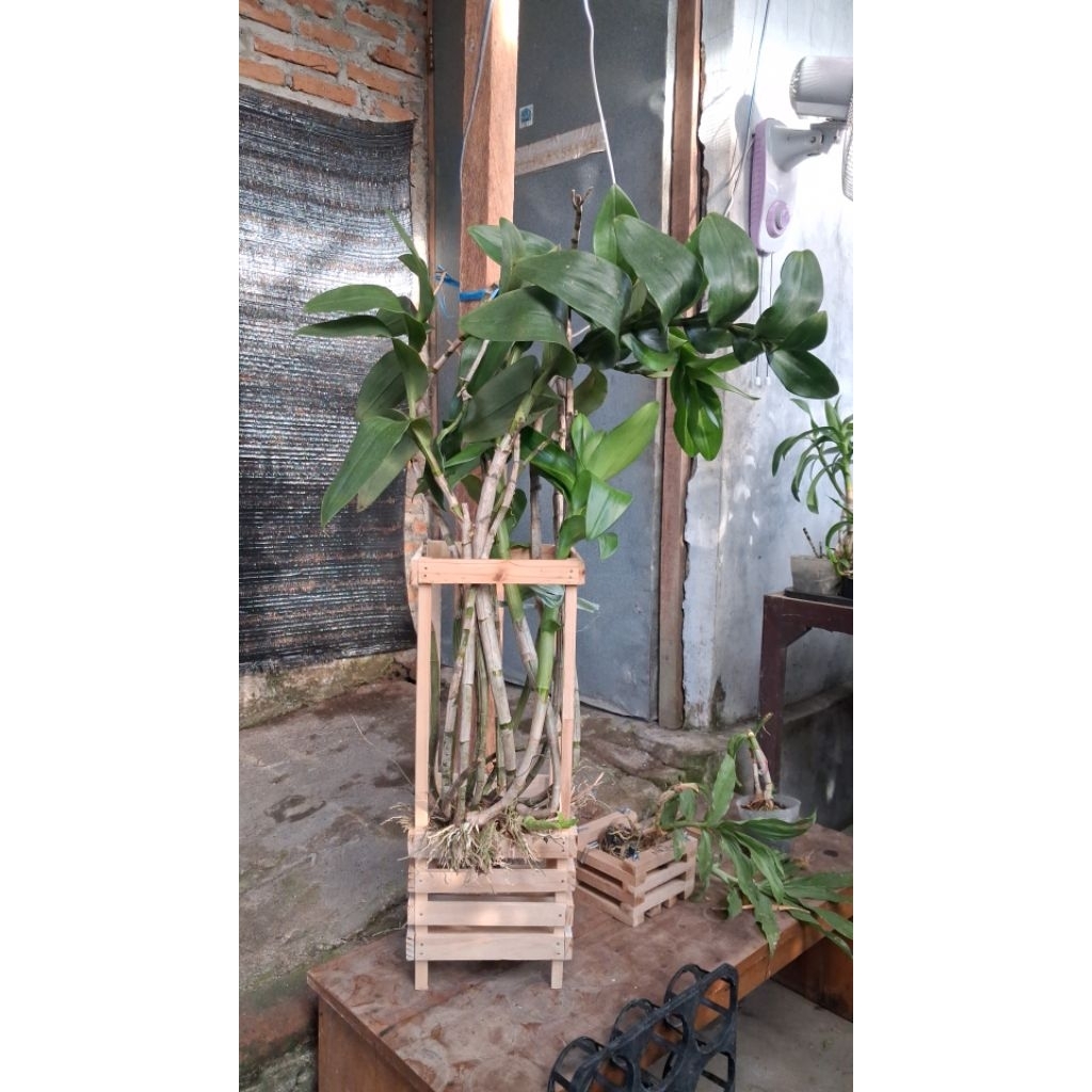 Anggrek Albertine,Capung Alor Jumbo