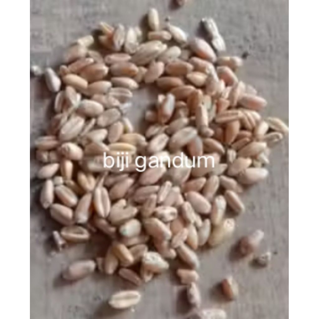 biji gandum rijek, cuci gudang pakan ternak