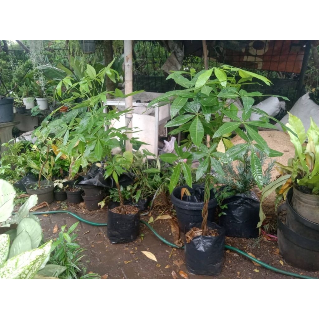 Tanaman Hias Pachira Aquatica kepang tinggi 1meter