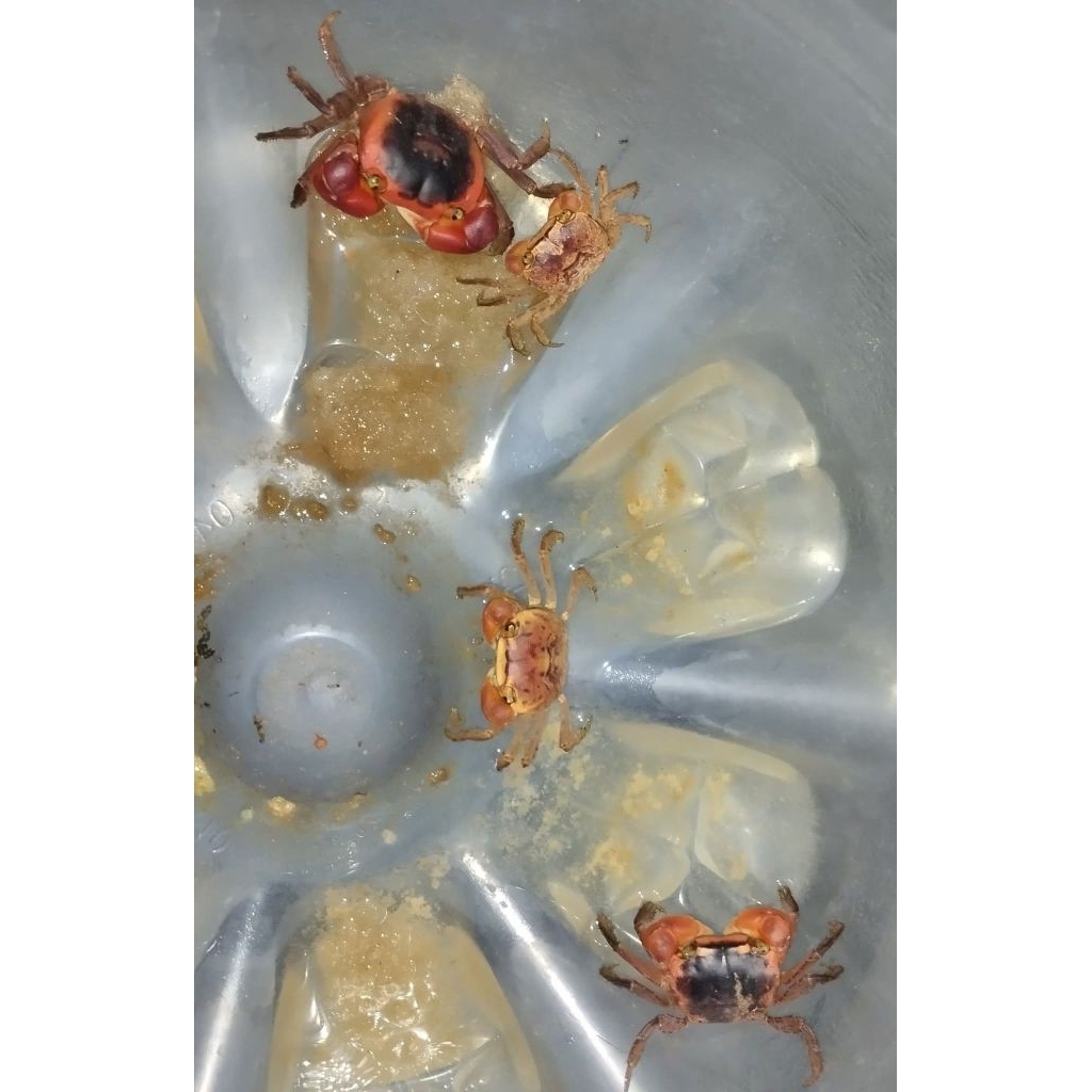 Kepiting hias mini red apple crab