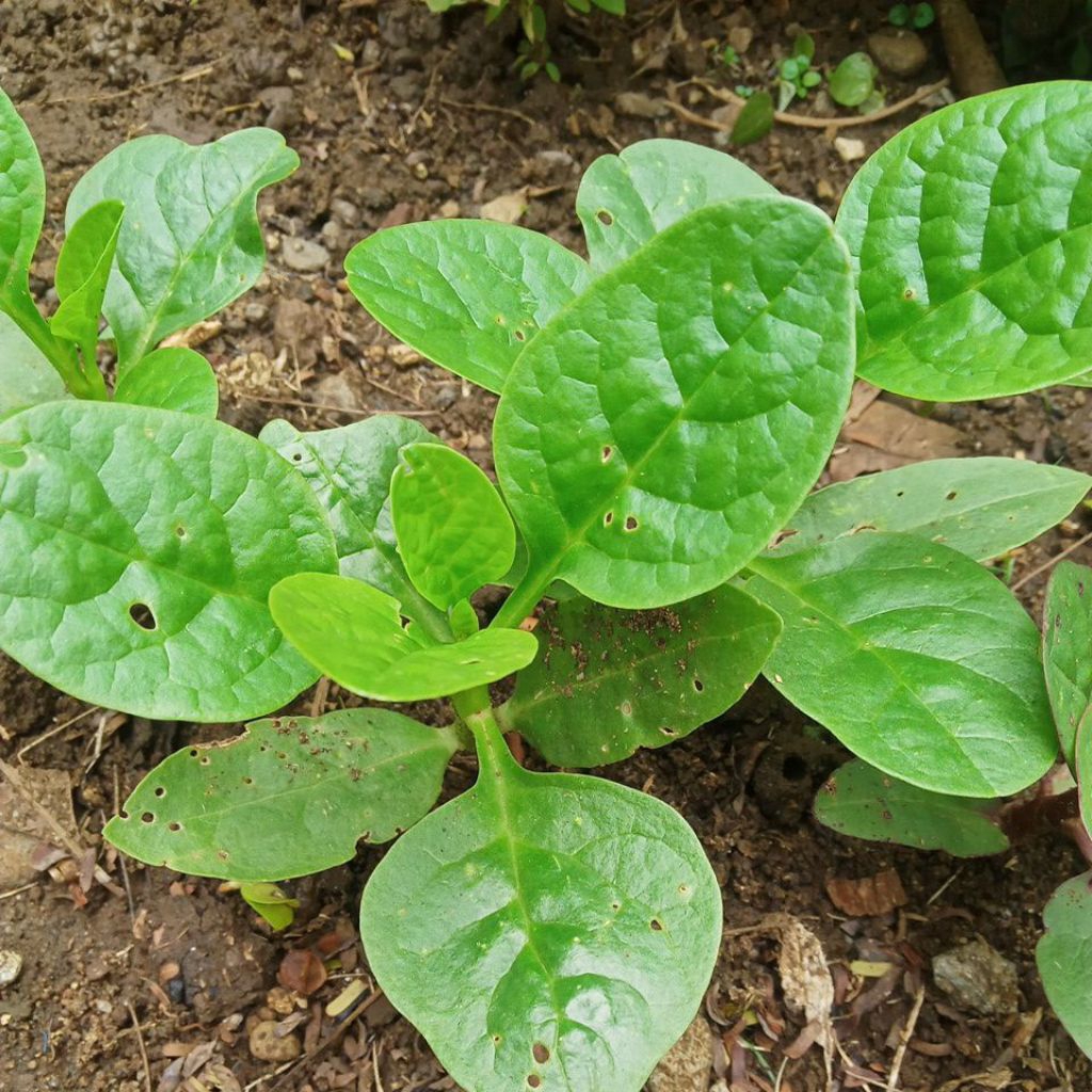 Bibit binahong hijau/bayam malabar siap tanam