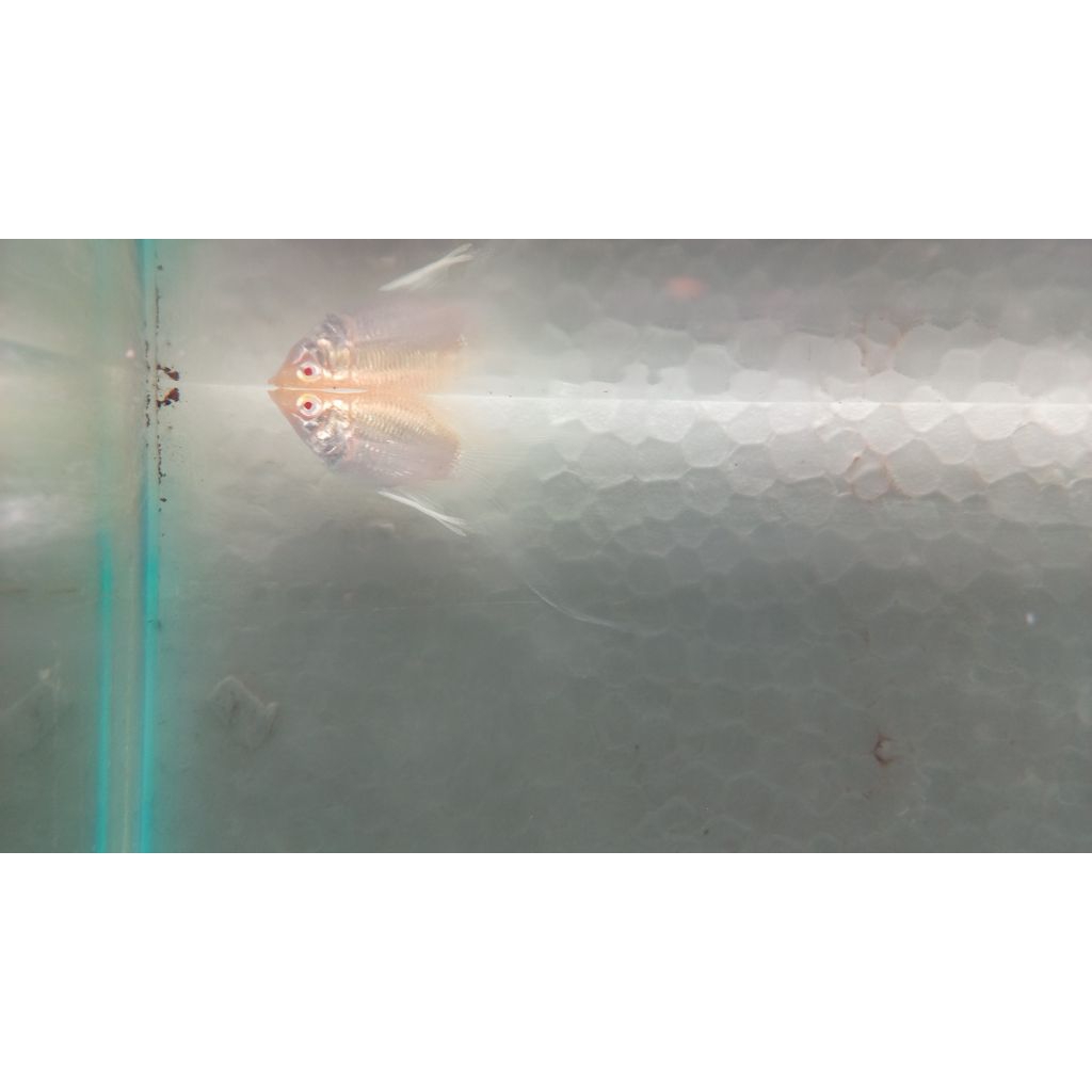 ikan Molly golden balon albino lyretail